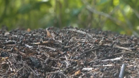 Anthill 動画素材 91075439