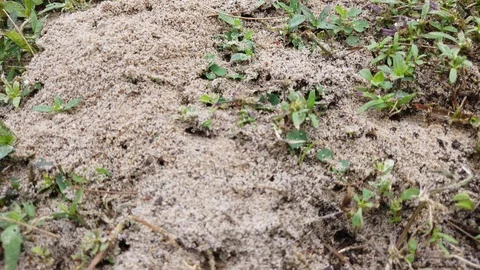 Anthill Stock Footage 100813412