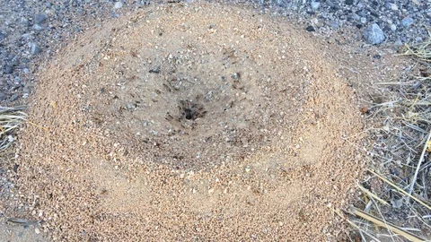 Anthill Video stock 108603034