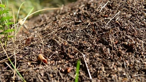 Anthill Stock Footage