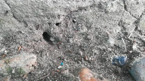 Anthill Stock Footage 136293331