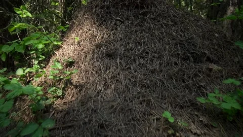 Anthill Stock Footage 154985023