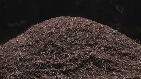 Anthill Stock Footage 156883111