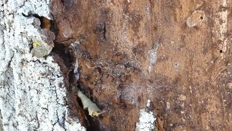 Anthill Stock Footage 201032368