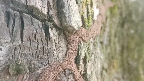 Anthill Stock Footage 225367517