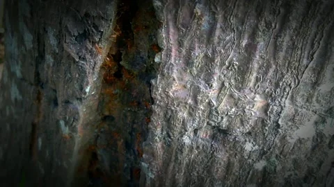 Anthill Stock Footage 262536432