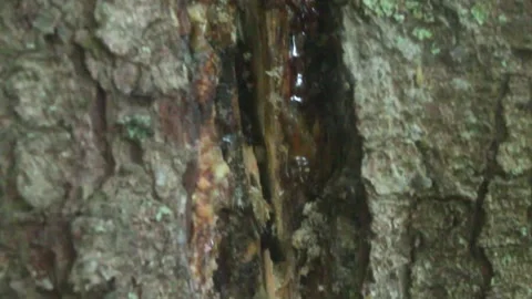 Anthill Stock Footage 270379492