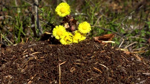 Anthill Stock Footage 275732906