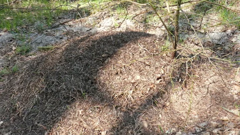 The Anthill In The Forest 02 Video stock 97984697