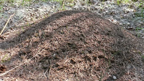 The Anthill In The Forest 03 Stock Footage 98752011