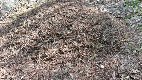 The Anthill In The Forest 04 Stock Footage 98769056