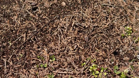 An anthill in the forest is an active life 스톡 동영상 330639155