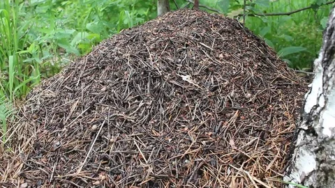 An anthill in a forest against a background of green leaves Vídeo Stock 77603135
