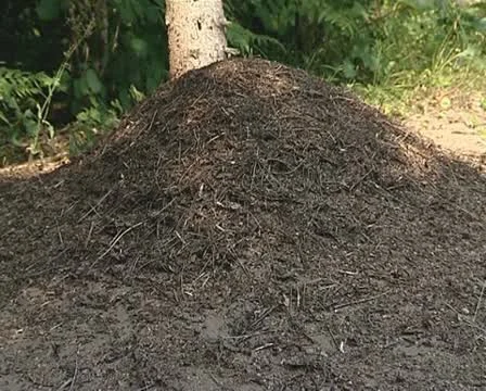 Anthill in forest and lot of ants running working around. Stock Footage 10727802