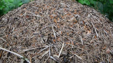 Anthill forest anthill heap hills nature ants Stock Footage 308781421