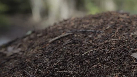 Anthill with forest ants. Video stock 122462068
