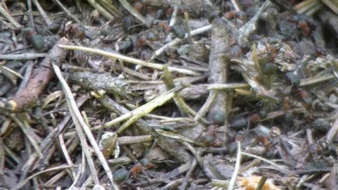 The anthill in the forest. Ants work. Stock Footage 75957693