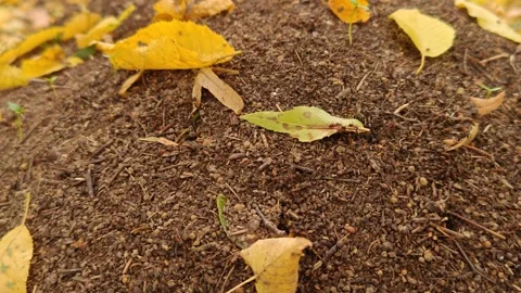 An anthill in the forest in autumn Stock Footage 319338927