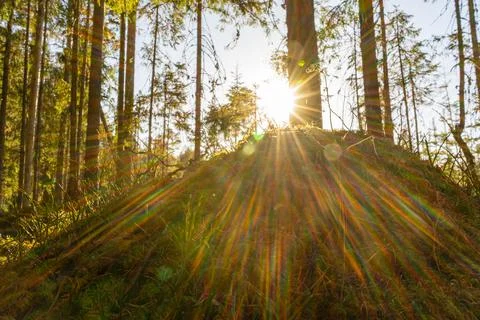 An anthill in the forest with bright rays of the spring sun. The beauty of a Stock Photos