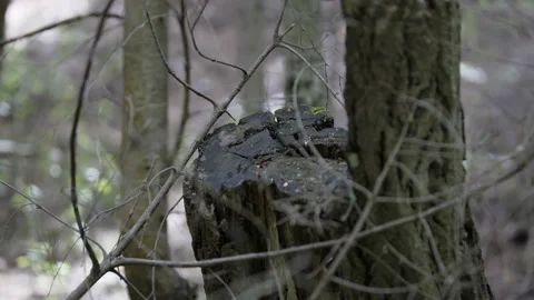 Anthill in the forest with busy ants on old stump - model of society. Forest Stock Footage 133342937