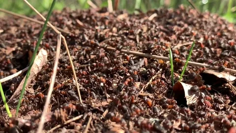 Anthill in the forest, close-up.  Stock Footage 153685157