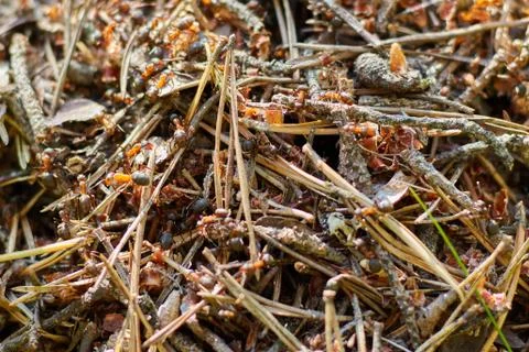 Anthill in the forest close up. strong forest insects. ant. large group of an Stock Photos