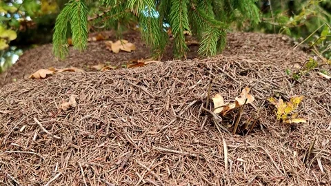 Anthill in the forest, close-up timelapse Stock-Footage 318847705