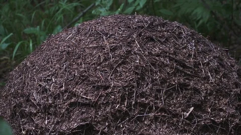 Anthill in the forest closeup. The life of ants Stock Footage 123948153