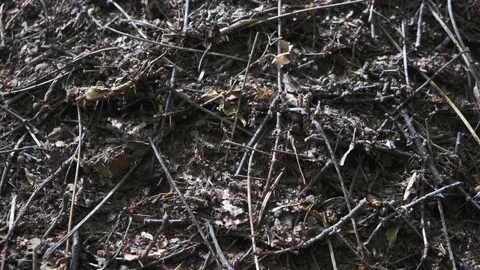 Anthill in the forest closeup. The life of ants Video stock 124006344