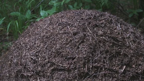 Anthill in the forest closeup. The life of ants Video stock 124115022