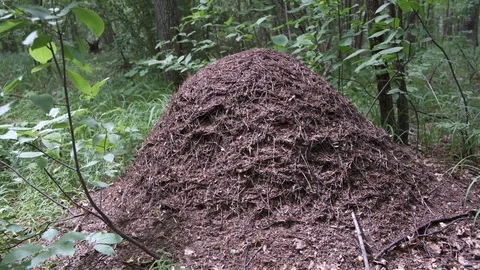 Anthill in the forest closeup. The life of ants Video stock 124301705