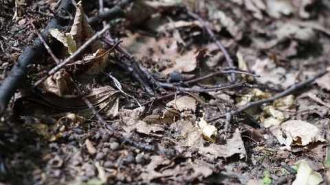 Anthill in the forest closeup. The life of ants Video stock 124713191