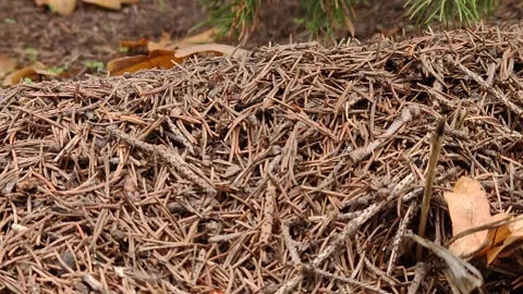 An anthill in the forest: an exciting life close-up 스톡 동영상 318847819