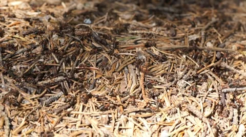 Anthill in forest Stock Footage 6532315