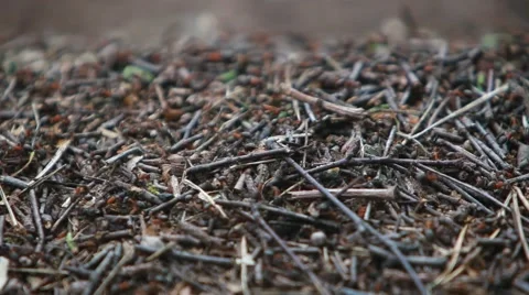 Anthill in the forest Video stock 44006540