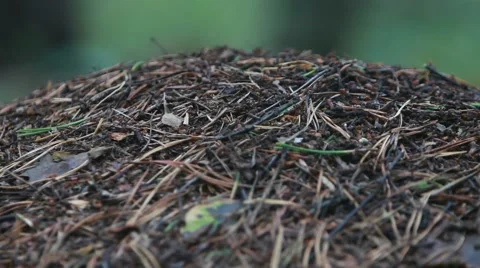 Anthill in the forest Video stock 44007970