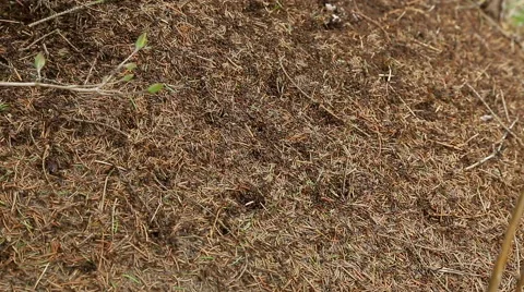 Anthill in the forest Stock Footage 49597993