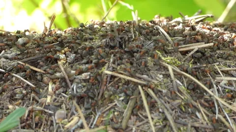 Anthill in forest Stock Footage 66912290