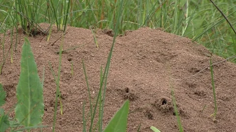 Anthill in the forest Video stock 77490751