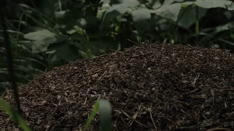 Anthill in the Forest Stock Footage 79141396