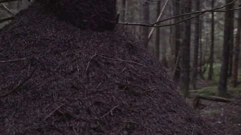 Anthill in The Forest Vídeo Stock 84322969