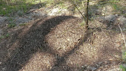 The Anthill In The Forest Stock Footage 95631025