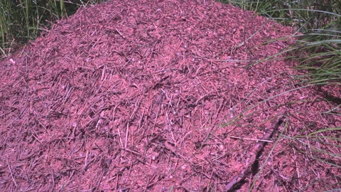 Anthill by the forest Stock Footage 145493811