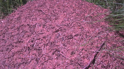 Anthill by the forest Stock Footage 145493838
