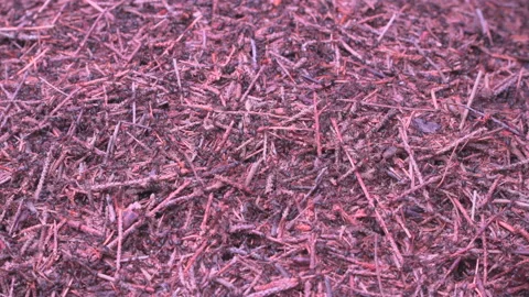 Anthill by the forest Stock Footage 145495837