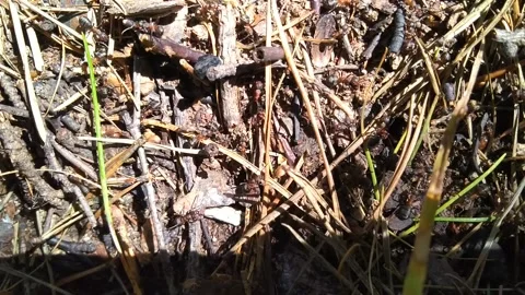 Anthill in the forest Stock Footage 160807160