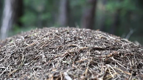 Anthill in the forest Stock Footage 283461445