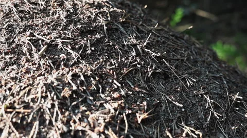 Anthill in the forest. Stock Footage 284638052