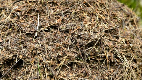 Anthill in the forest with forest red ants Stock Footage 129739800