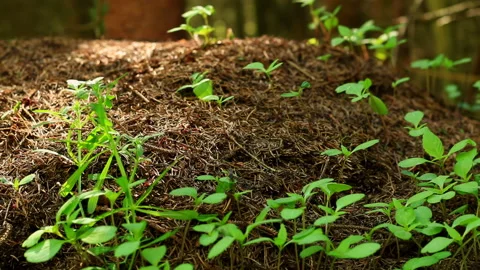Anthill in the forest - Many ants - Slider movement from right to left. Stock Footage 239051482